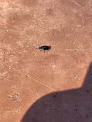 Kuschelina gibbitarsa