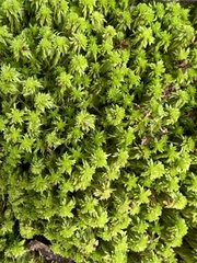 Sphagnum capillifolium