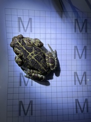 Sclerophrys pantherina