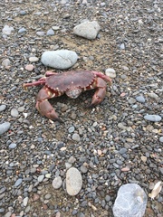 Romaleon antennarium