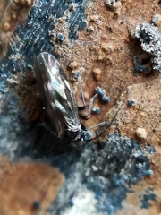 Elipsocidae