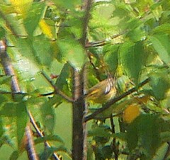 Setophaga fusca