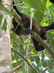 Alouatta palliata