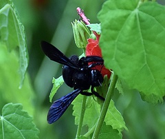 Xylocopa strandi