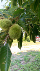 Castanea mollissima