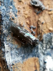 Elipsocidae