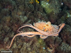 Callistoctopus macropus