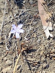 Stephanomeria virgata