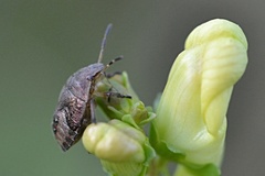 Peribalus strictus vernalis