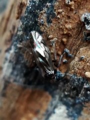 Elipsocidae