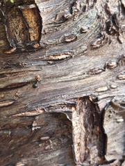 Formica integra
