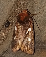 Calymniodes