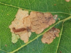 Atemelia torquatella