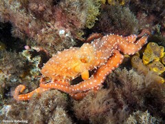 Callistoctopus macropus