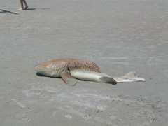 Ginglymostoma cirratum