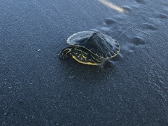 Deirochelyinae