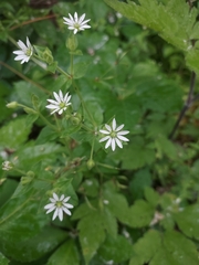 Stellaria aquatica