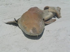 Ginglymostoma cirratum