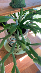 Schlumbergera truncata