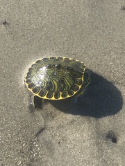 Deirochelyinae