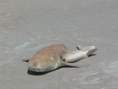 Ginglymostoma cirratum