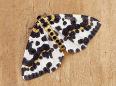 Abraxas grossulariata