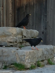 Pyrrhocorax graculus