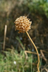Allium atroviolaceum