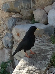 Pyrrhocorax graculus