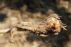 Allium atroviolaceum