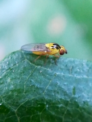 Thaumatomyia