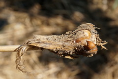 Allium atroviolaceum