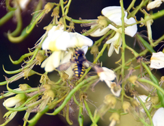 Anthidium florentinum