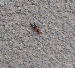 Staphylinus erythropterus