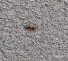 Staphylinus erythropterus