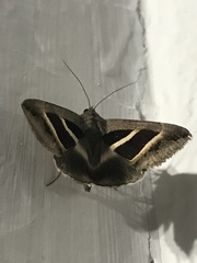 Grammodes bifasciata