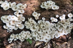 Clitocybula abundans