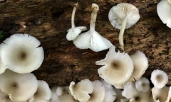 Clitocybula abundans