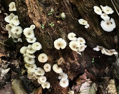 Clitocybula abundans