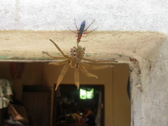 Tachypompilus ferrugineus