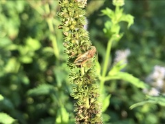 Ectobius vittiventris