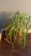 Beaucarnea recurvata