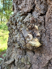 Agrobacterium radiobacter