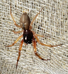 Trachelas tranquillus