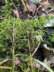 Carex scabrata