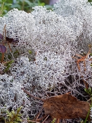 Cladonia rangiferina