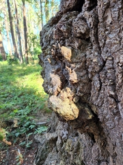 Agrobacterium radiobacter