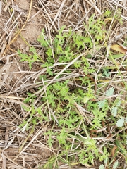 Sphaeralcea pedatifida