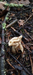 Helvella crispa