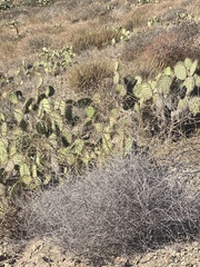 Opuntia